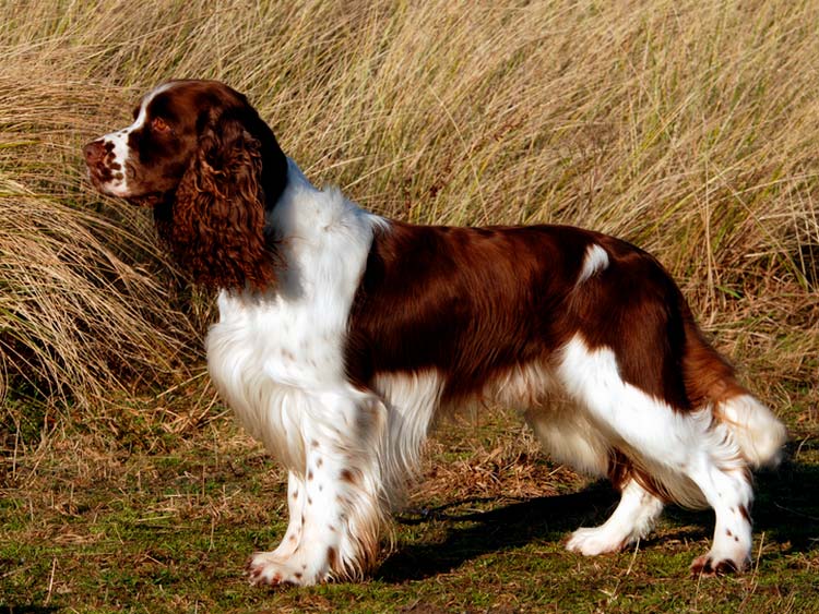 race Springer Spaniel anglais