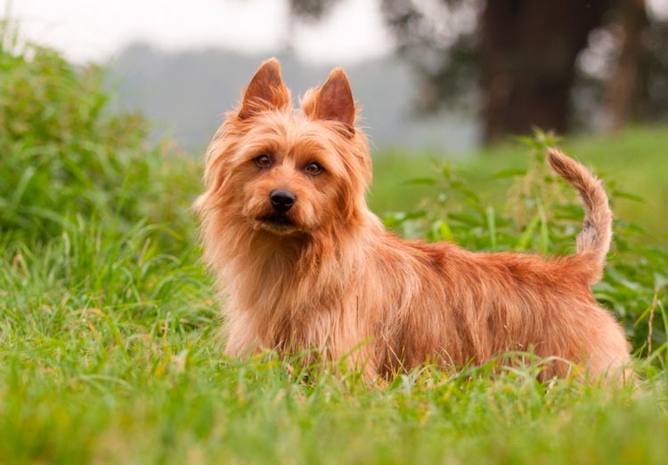 Terrier australien