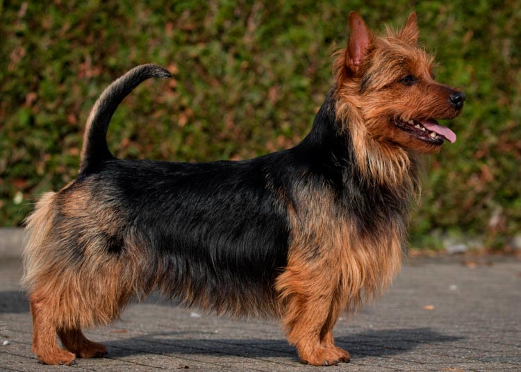 Terrier australien standard