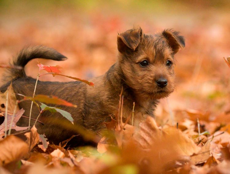chiot Terrier Australien