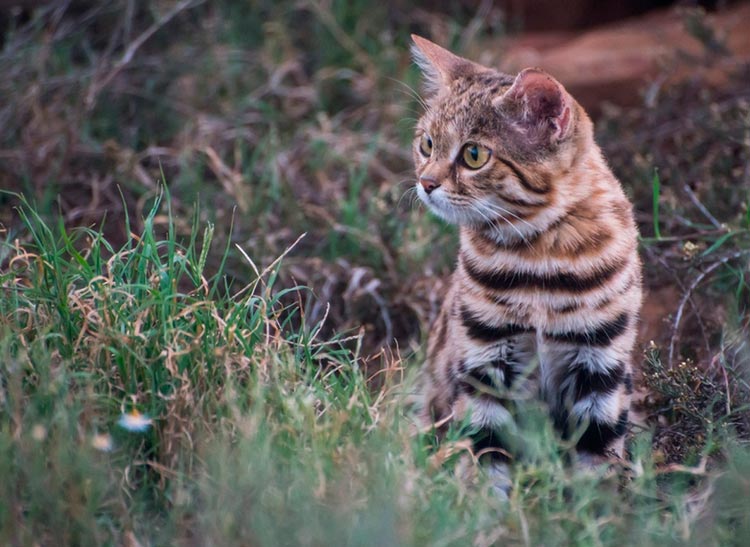 Chat à pattes noires dans l'herbe