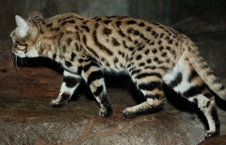 pattes de chat à pieds noirs