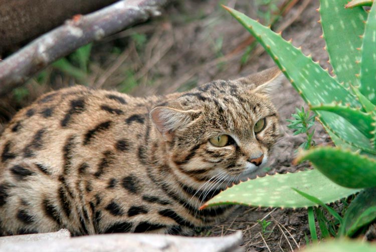 Chat à pattes noires et aloès
