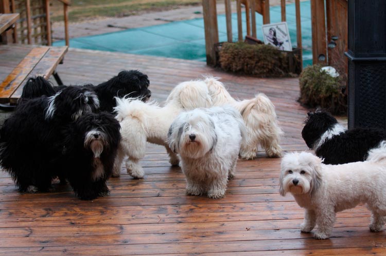 Prix du Bichon Havanais