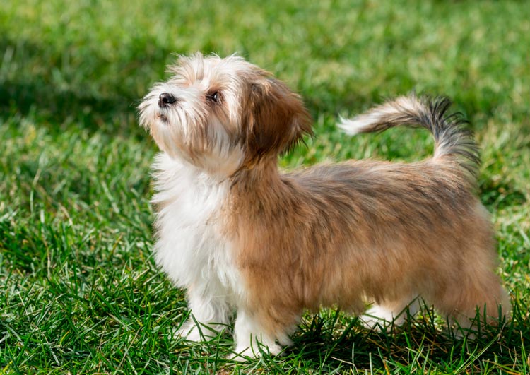 Chiot Bichon Havanais d'un élevage