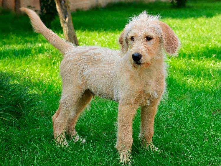 Labradoodle de 6 mois