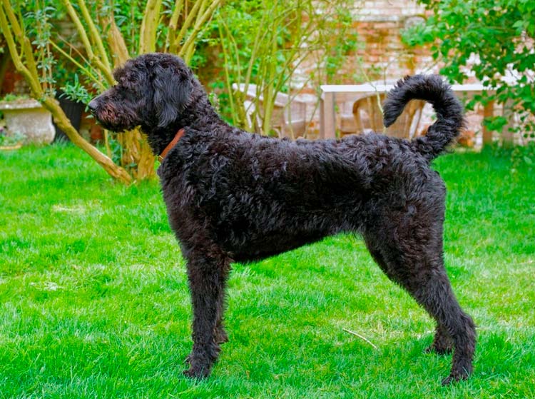 À quoi ressemble un Labradoodle ?