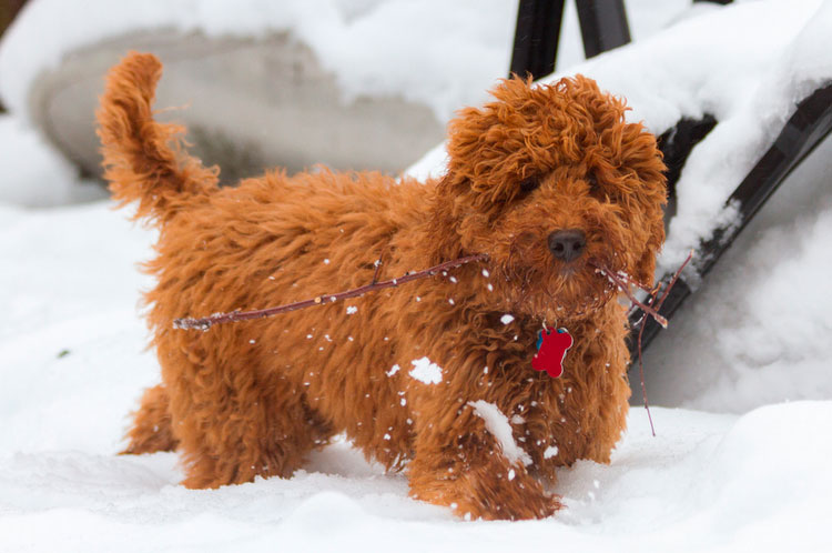 chiot Labradoodle roux