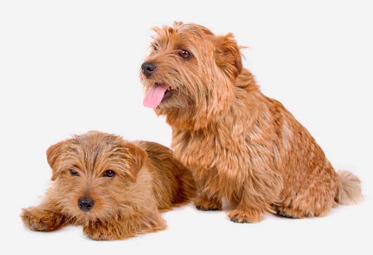 Terrier de Norfolk adulte et chiot