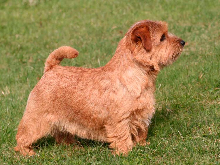 Standard FCI du Norfolk Terrier