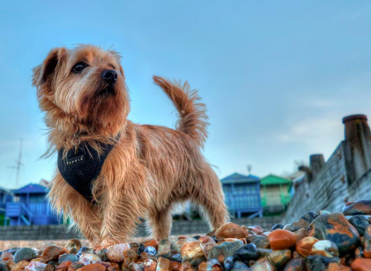 race de chien Norfolk Terrier