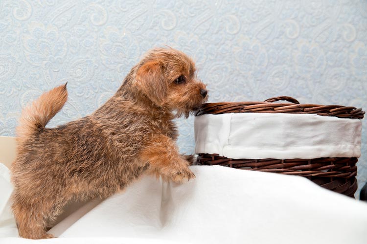 Chiot Norfolk Terrier