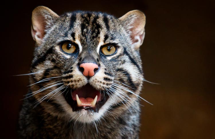 Chat pêcheur à queue de civette