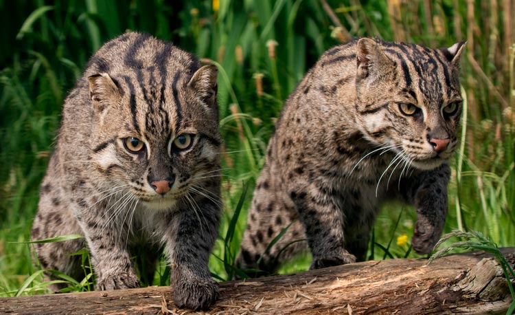deux chats pêcheurs viverridés