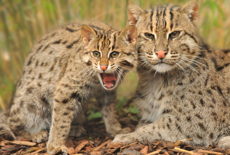 Un chat pêcheur avec un chaton
