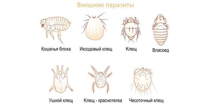 Parasites externes chez les chats