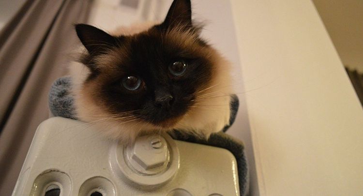 Chat sur le radiateur