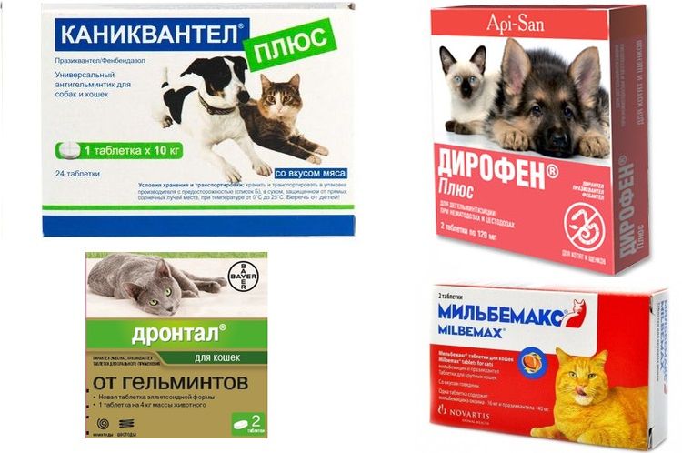 Médicaments pour le traitement des vers ronds chez les chats