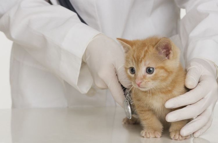 Chaton chez le vétérinaire