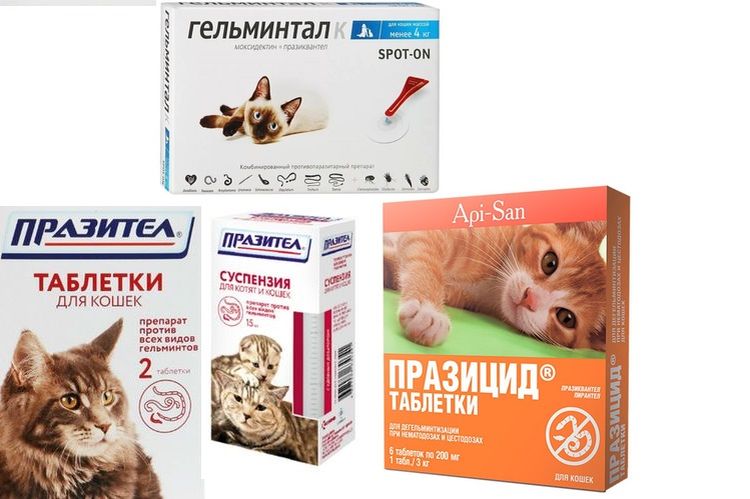 Médicaments pour le traitement des vers ronds chez les chats