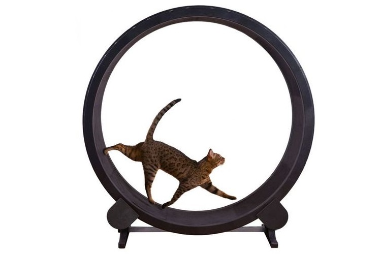 Roue d'exercice pour chat à faire soi-même