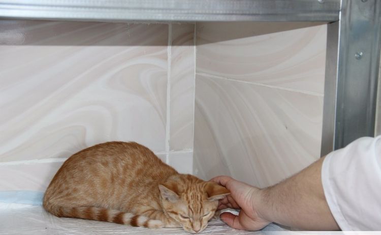 Chaton roux dans une boîte