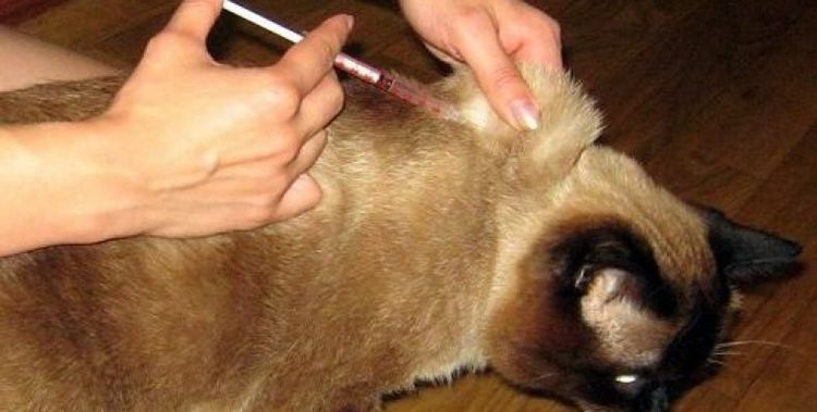 Injection pour chat