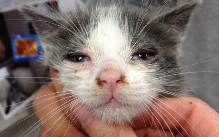 Herpès chez un chaton