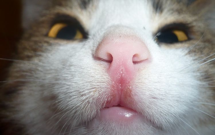 À quoi ressemble l'herpès chez les chats ?