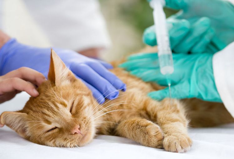 Injections pour un chat