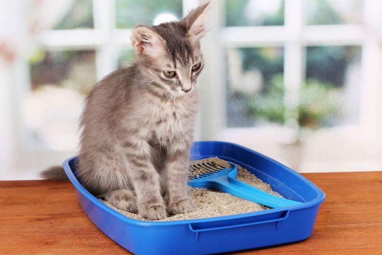 Chat dans la litière