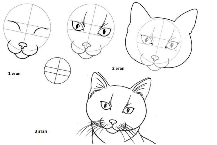 Comment dessiner un visage de chat étape par étape