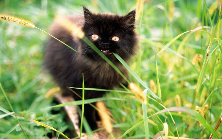 Un chat noir mange de l'herbe