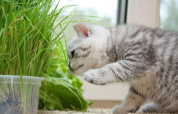 Le chaton mange de l'herbe