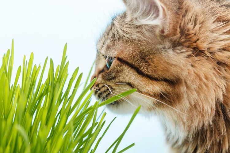 De l'herbe pour un chat
