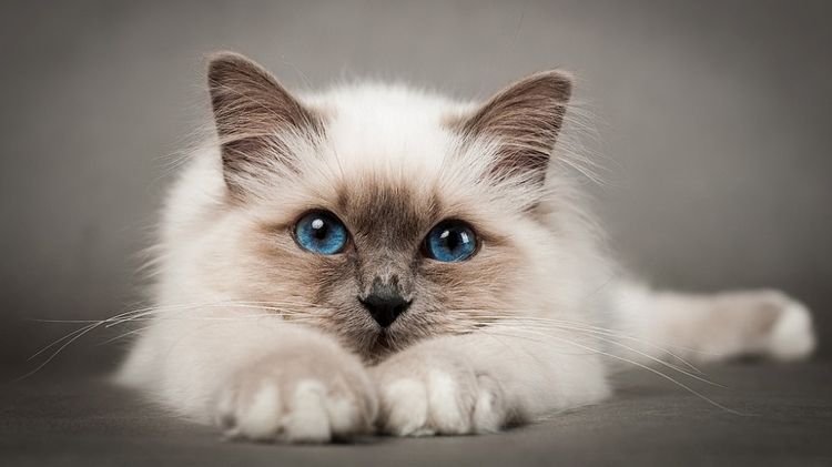 Un chat aux yeux bleus