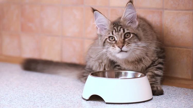 Le Maine Coon mange de la nourriture