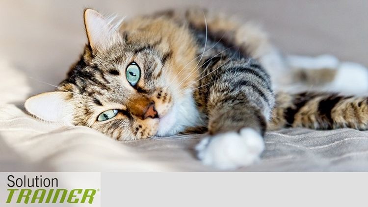 Nourriture pour chats dresseurs