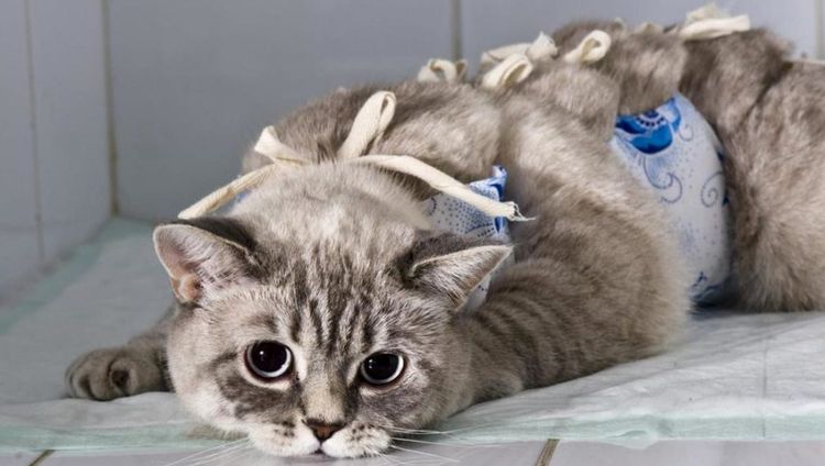 Chat après l'opération