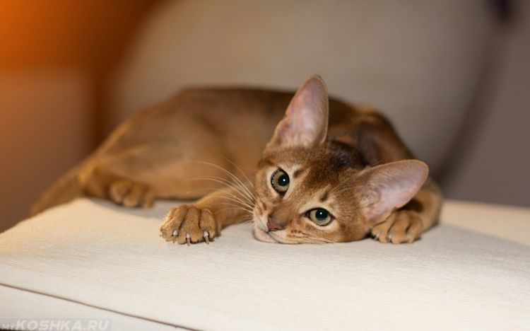 L'apathie chez un chat