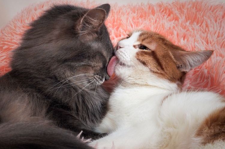 Un chat lave un autre chat