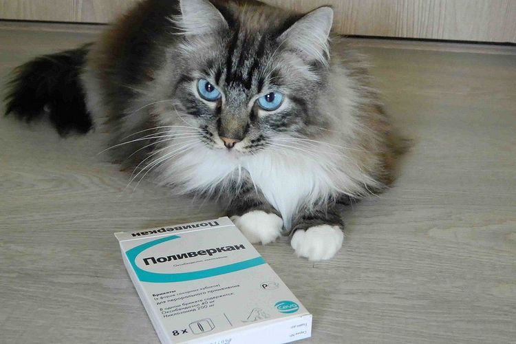 Poliverkan pour chats