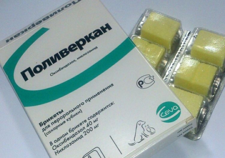 Poliverkan pour chats