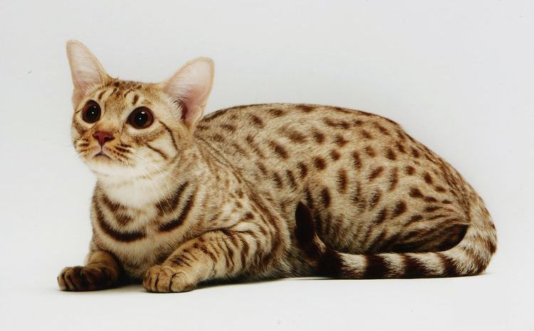 Ocicat