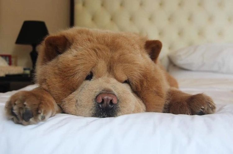 Chow-chow