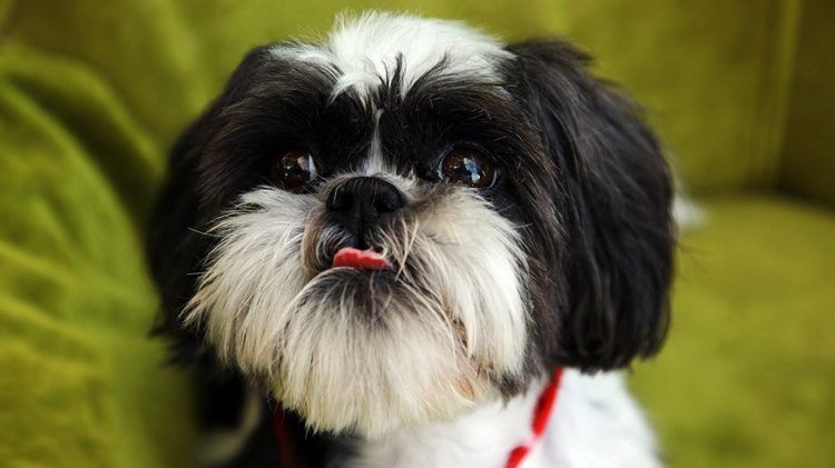 Shih Tzu