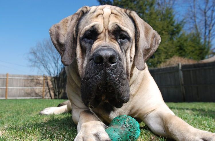 Mastiff