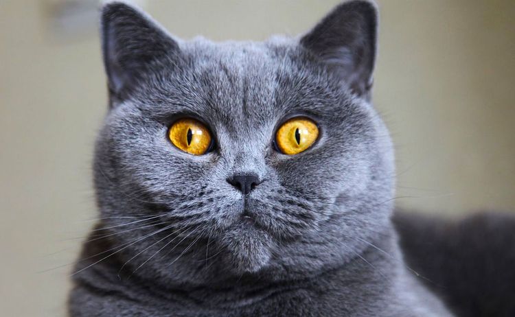 Poil court britannique