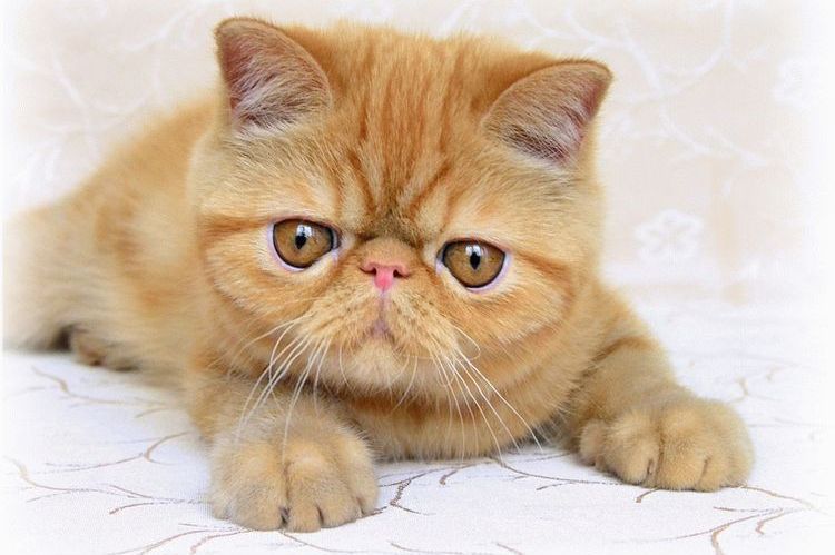 Poils courts exotiques