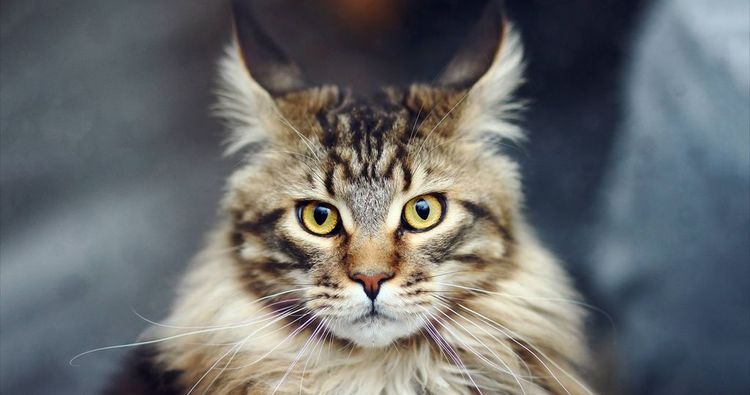 Maine Coon